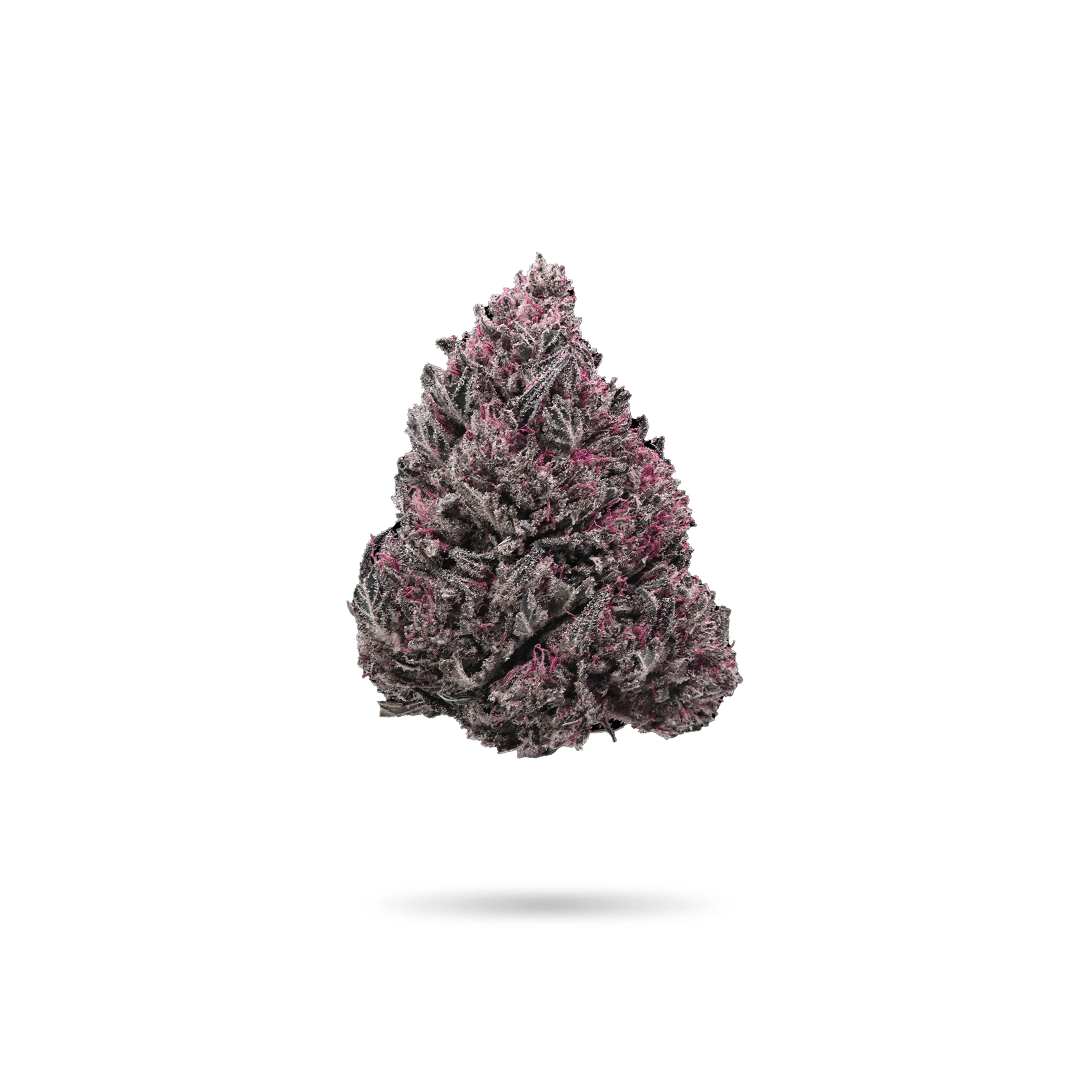 Indoor Glitter Bomb Hybrid Flower - Image 2