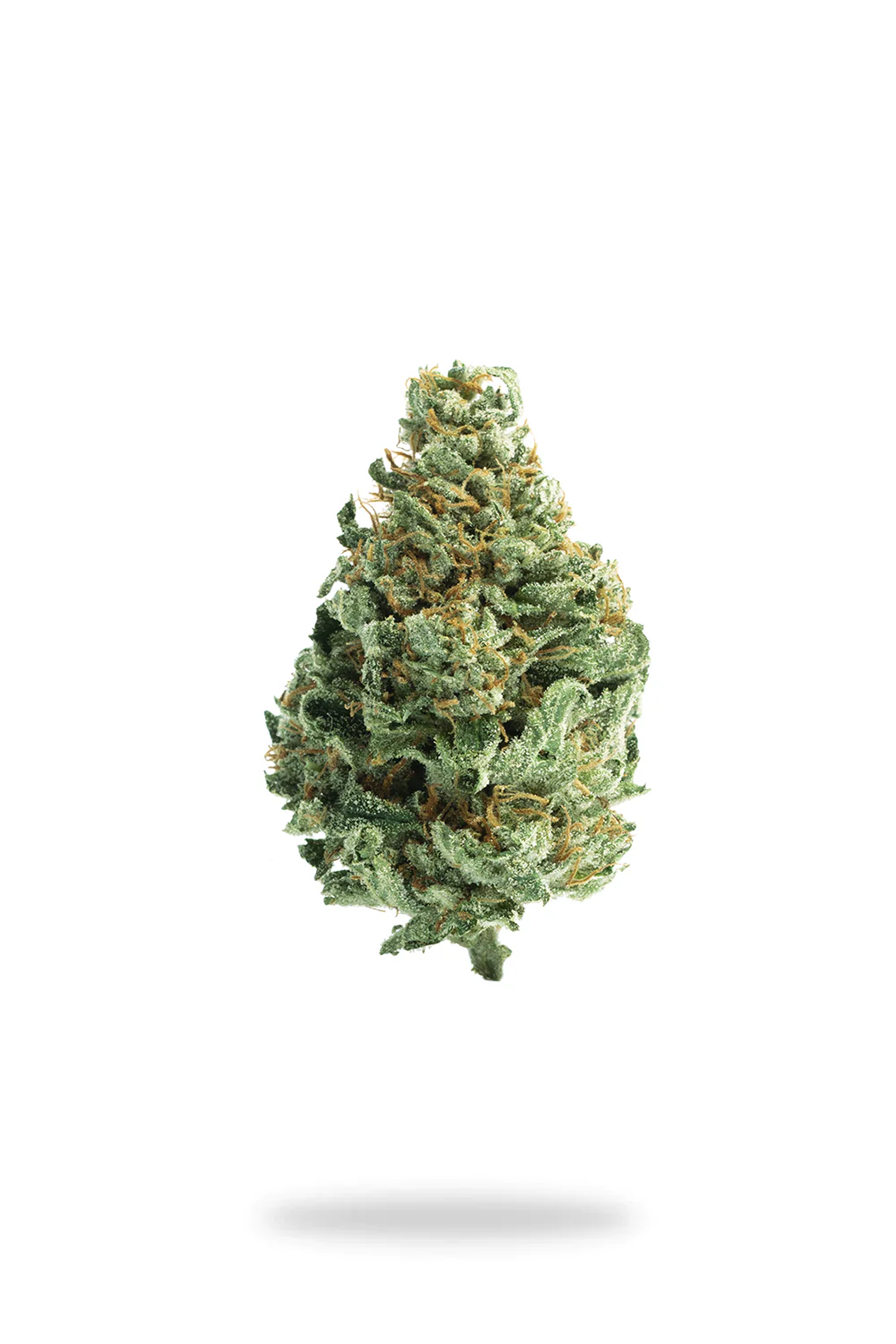 Premium White Sherblato Hybrid Flower 7 grams - Image 2